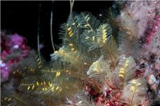 Agalophenia sp. © Keith Hicock